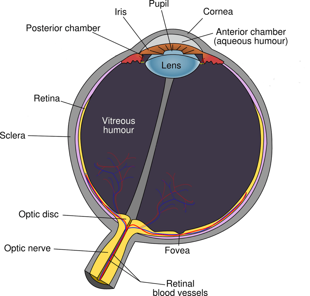 Viewpoint optometrist glaucoma