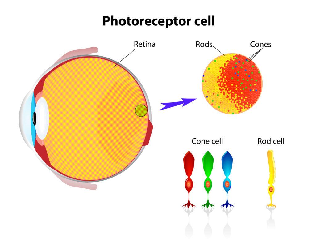 colour vision retina