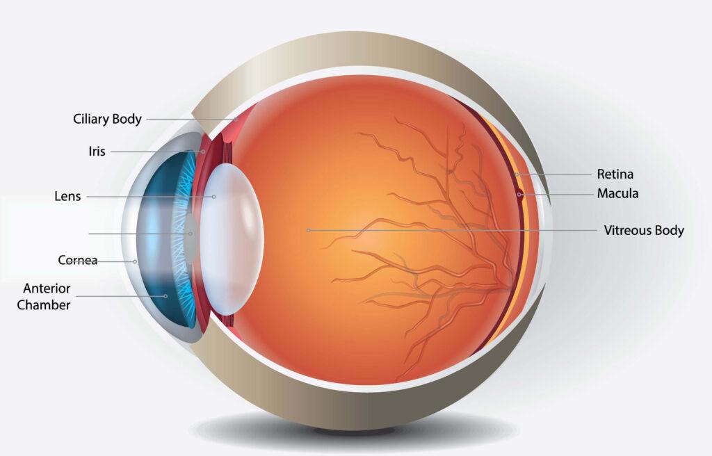 Eye anatomy